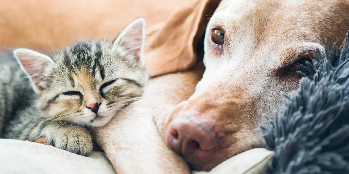 Veterinary Oncology: Cancer Diagnosis, Mast Cell Tumor Management