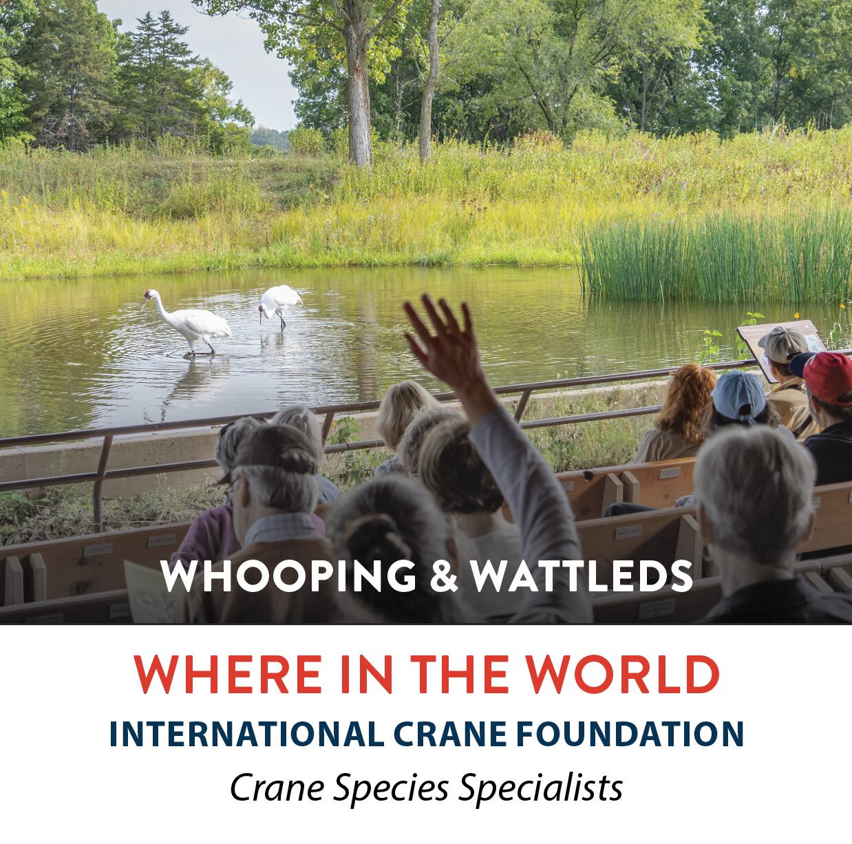 Whooping Wattled