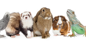 Exotics Expertise, Expanded