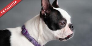 Addressing Breed-Specific Concerns in Small Animal Anesthesia