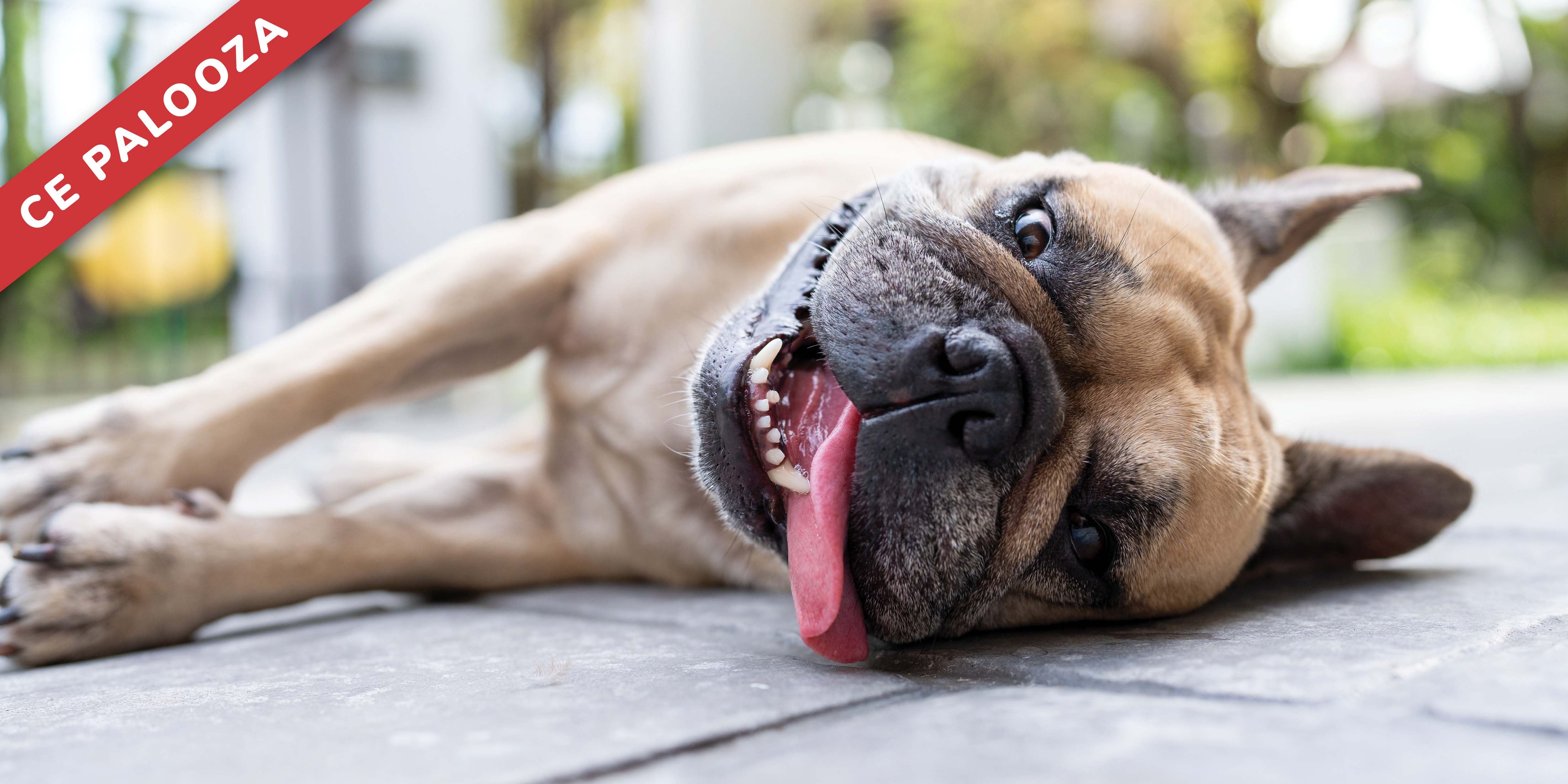 Keeping it Cool: Treating Heat-Related Injuries in Dogs