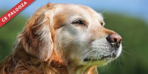 The Aging Nervous System: Common Neurodegenerative Diseases of Older Dogs