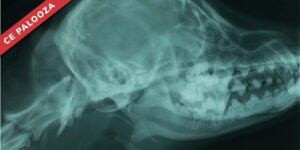 Common Challenges with Dental Radiographic Interpretation and Positioning