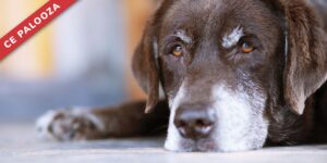 Updates in End-of-Life Care