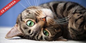 Feline Hyperesthesia, Cognitive Dysfunction, and Other Mystery Diseases