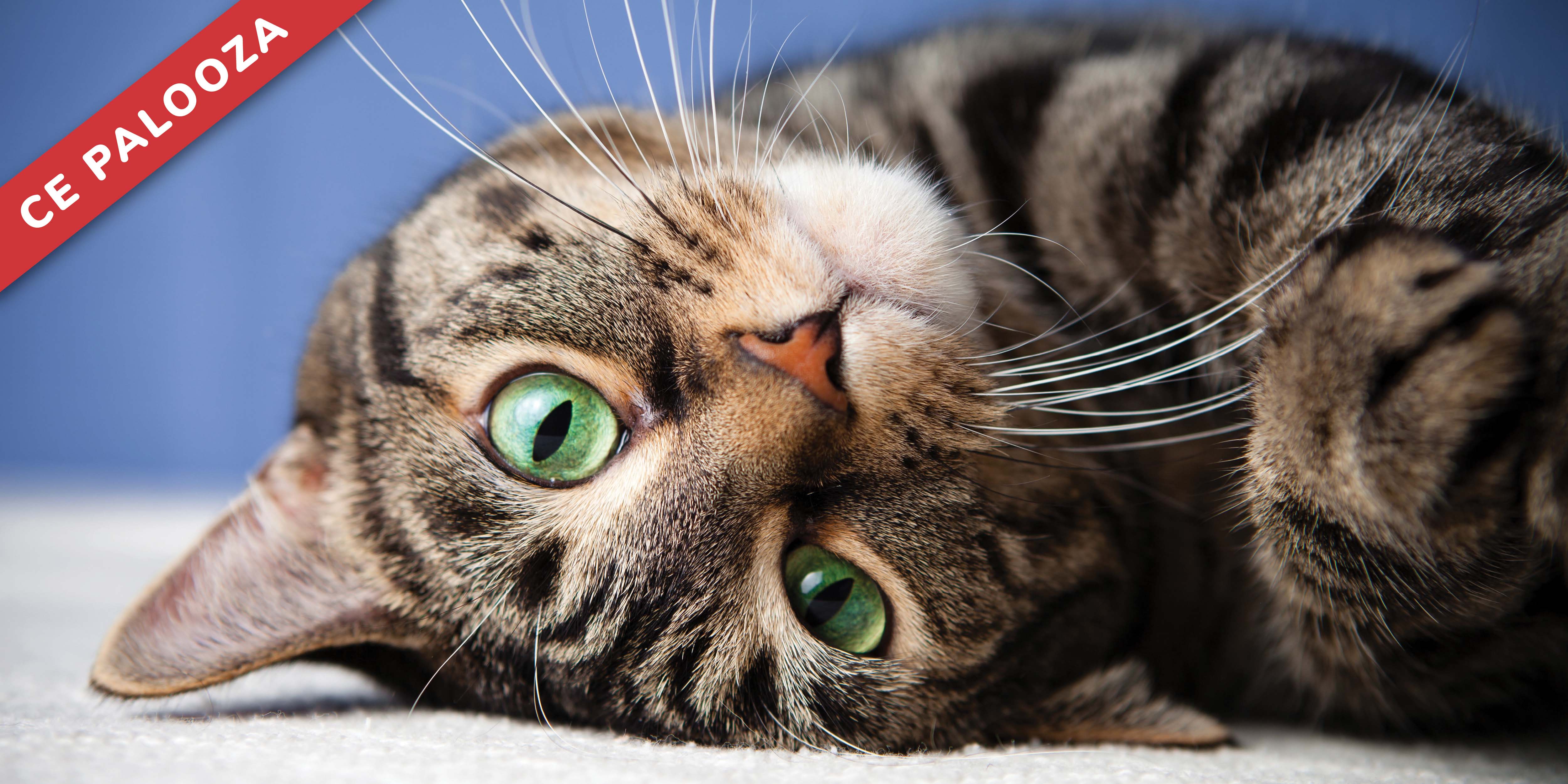 Feline Hyperesthesia, Cognitive Dysfunction, and Other Mystery Diseases