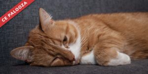 Meeouch! Pain Management in Cats