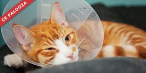 From Blockage to Bypass: Managing Feline Ureteral Obstruction in Practice