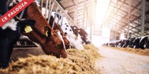 New Research & Practical Strategies to Mitigate Fresh Cow Hypocalcemia