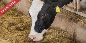 Immunology: The Good, the Bad, and the Ugly of the Immune Response. (Can We Have Too Much of a Good Thing?)