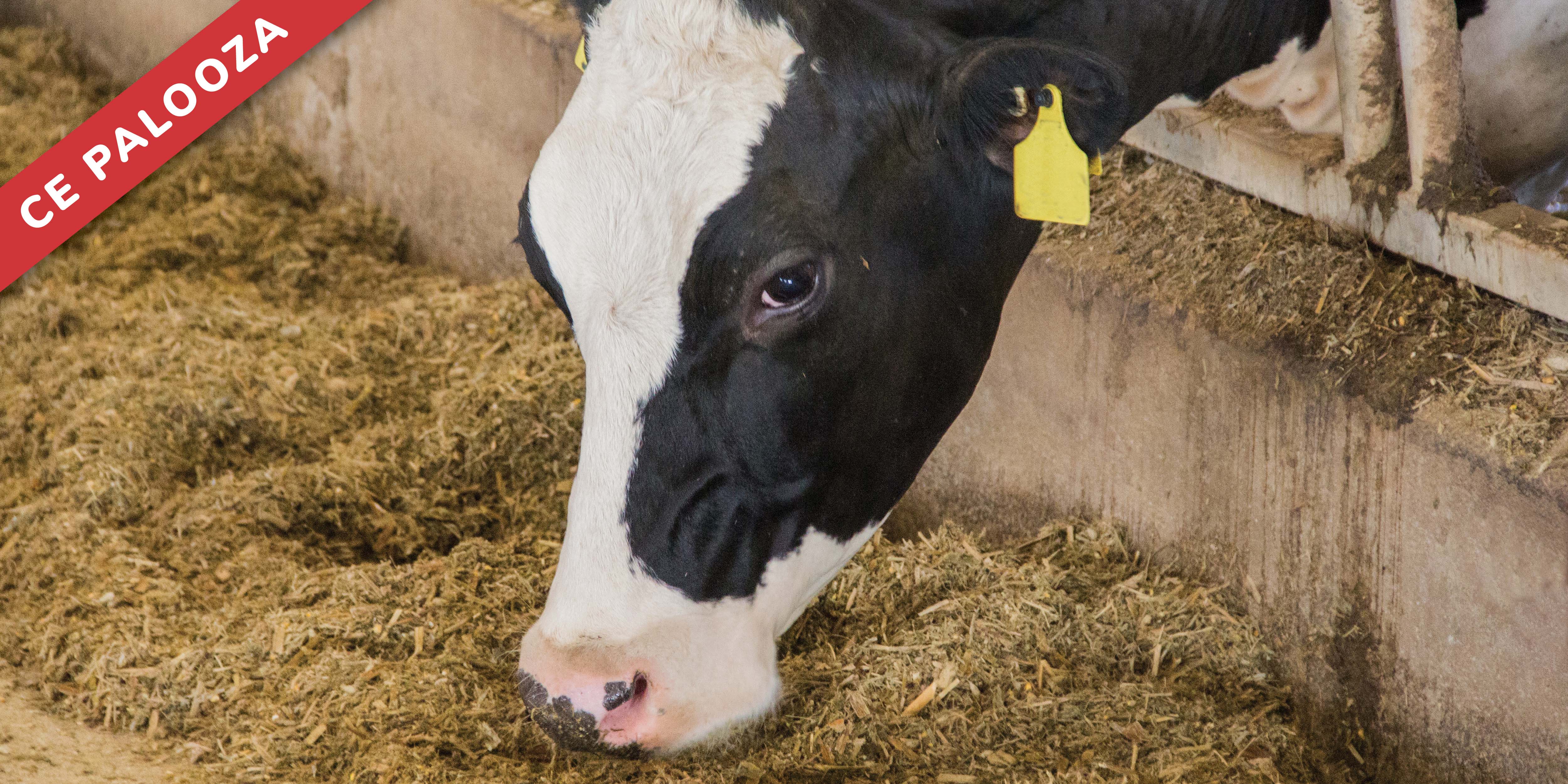 Immunology: The Good, the Bad, and the Ugly of the Immune Response. (Can We Have Too Much of a Good Thing?)