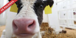 Managing Salmonella Dublin: Integrating Biosecurity, Immunity, and Calf Health