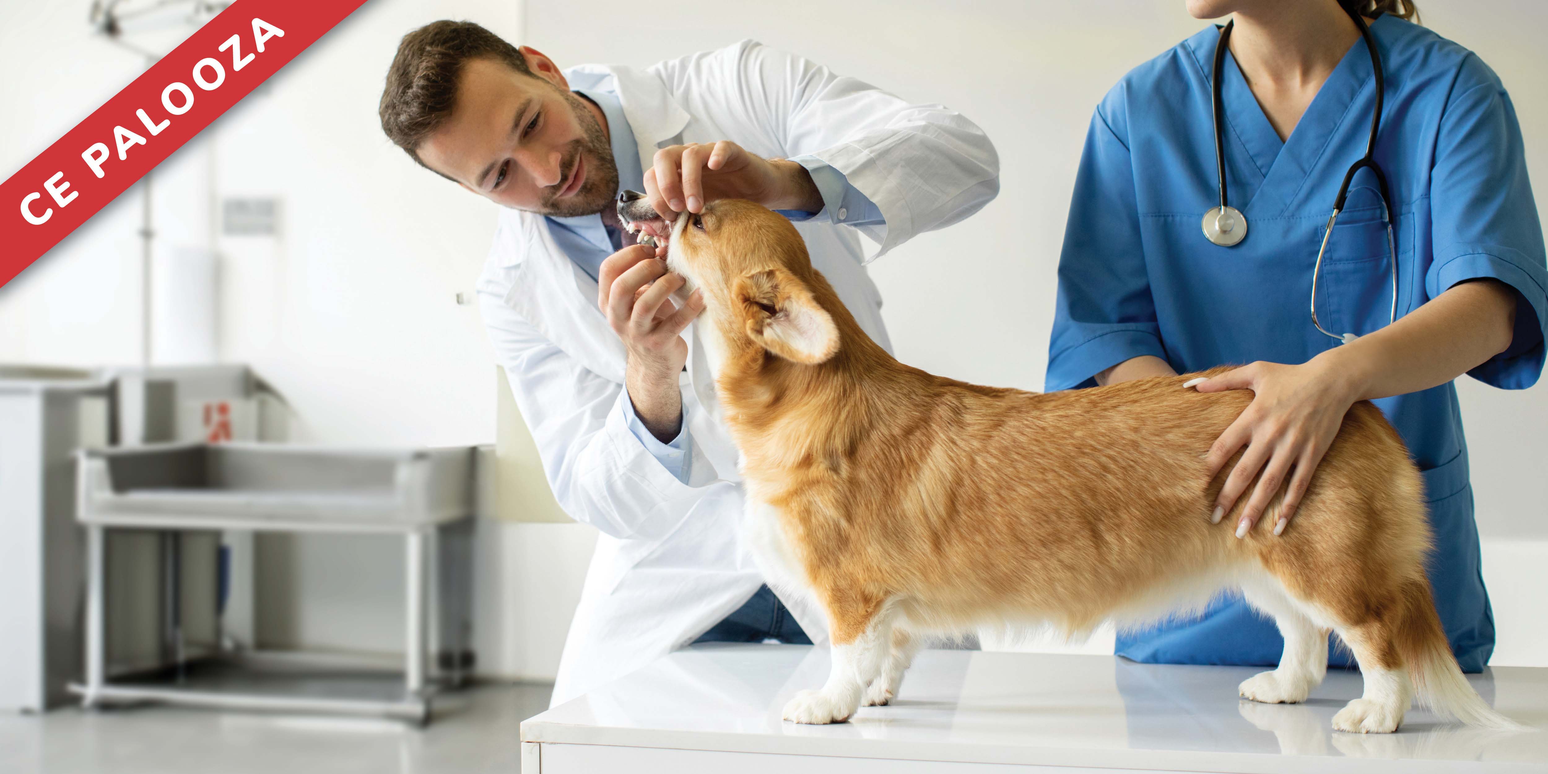 Maxillofacial Trauma Management: It Doesn’t Have to Be a Jaw-Dropping Experience