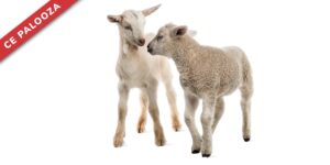 More Than Just Small Cows: A Practical Approach to Small Ruminant Medicine.