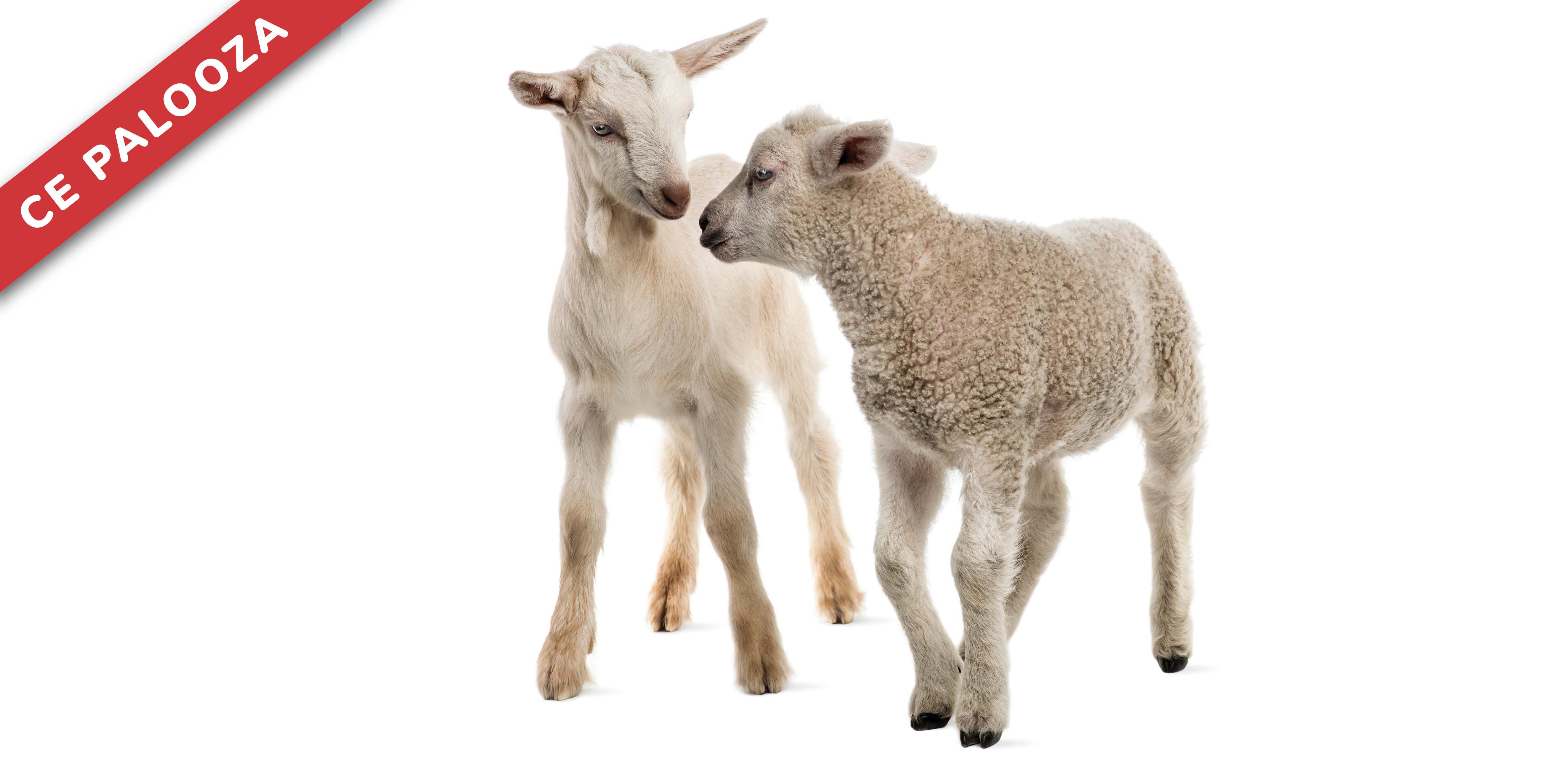 More Than Just Small Cows: A Practical Approach to Small Ruminant Medicine.