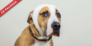 Brainwaves: Riding the Ups and Downs of Traumatic Brain Injury (TBI) in Dogs and Cats