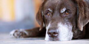 Updates in End-of-Life Care