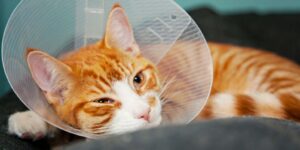 From Blockage to Bypass: Managing Feline Ureteral Obstruction in Practice