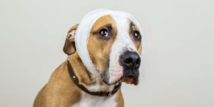 Brainwaves: Riding the Ups and Downs of Traumatic Brain Injury (TBI) in Dogs and Cats