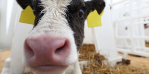 Managing Salmonella Dublin: Integrating Biosecurity, Immunity, and Calf Health