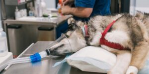 Practical Anesthetic Management of Patients with Cardiovascular Disease