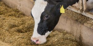 Immunology: The Good, the Bad, and the Ugly of the Immune Response. (Can We Have Too Much of a Good Thing?)