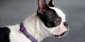 Addressing Breed-Specific Concerns in Small Animal Anesthesia