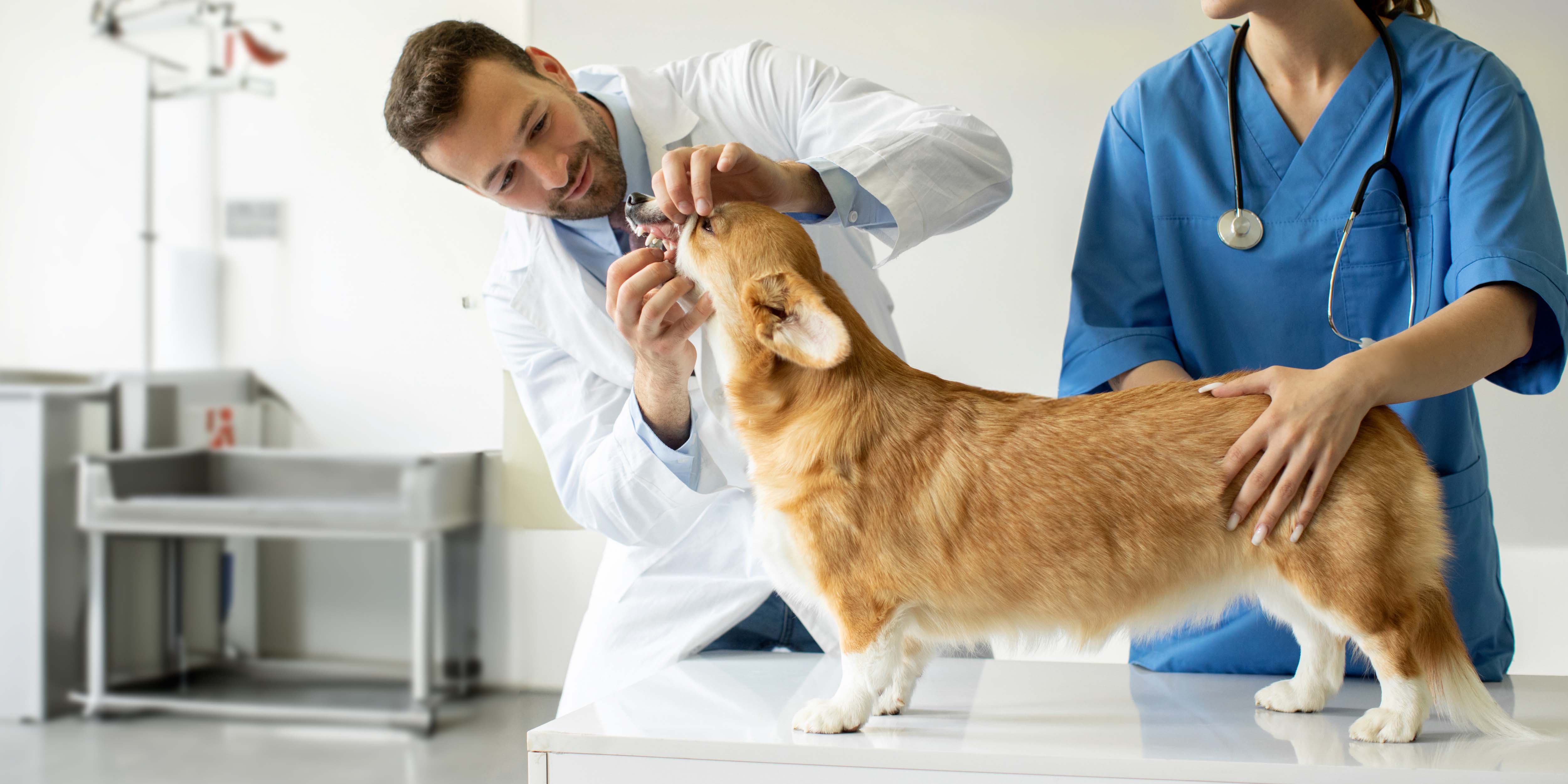 Maxillofacial Trauma Management: It Doesn’t Have to Be a Jaw-Dropping Experience