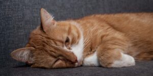 Meeouch! Pain Management in Cats