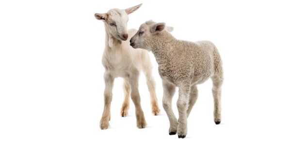 More Than Just Small Cows: A Practical Approach to Small Ruminant ...