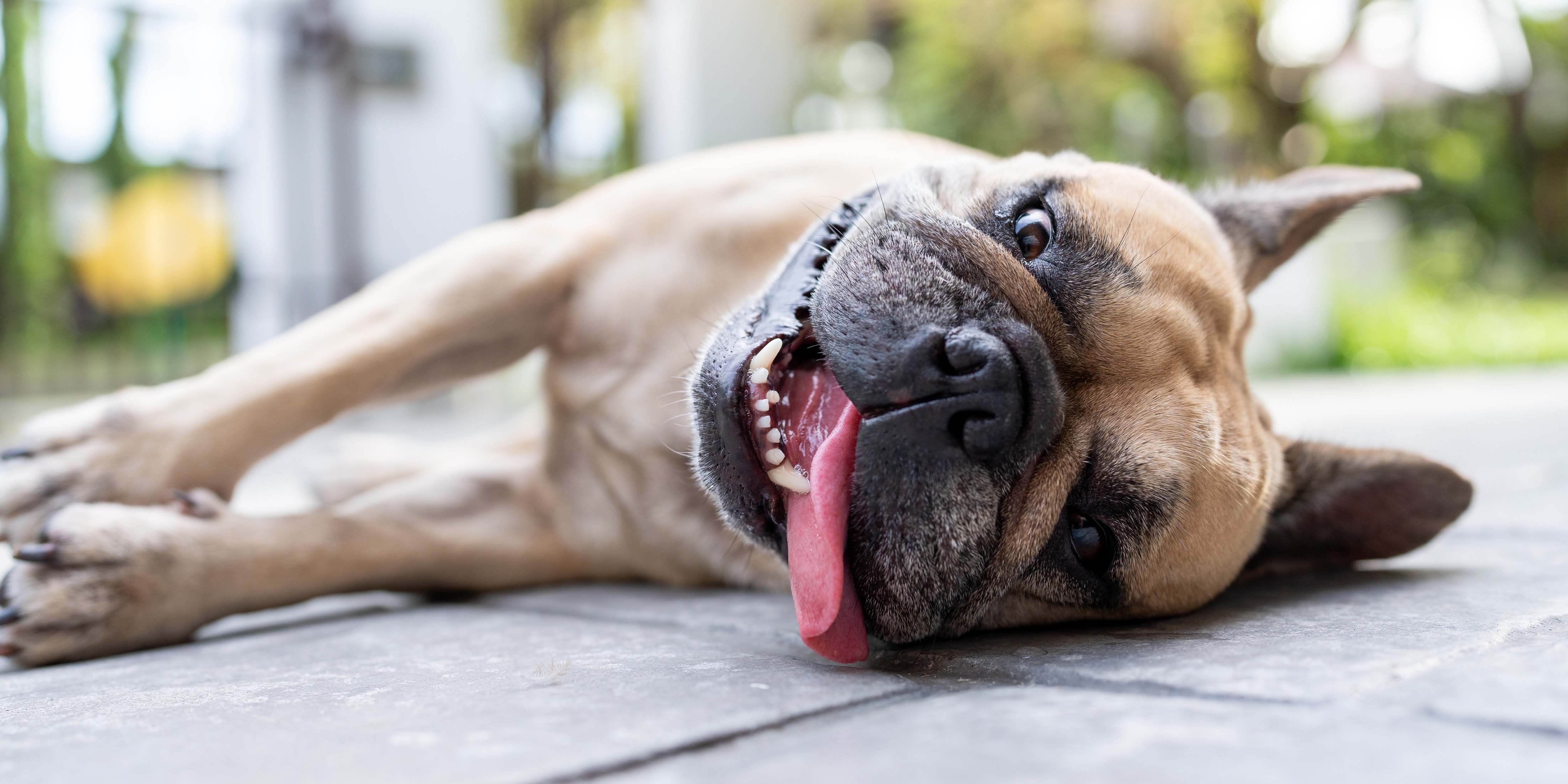 Keeping it Cool: Treating Heat-Related Injuries in Dogs