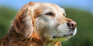 The Aging Nervous System: Common Neurodegenerative Diseases of Older Dogs