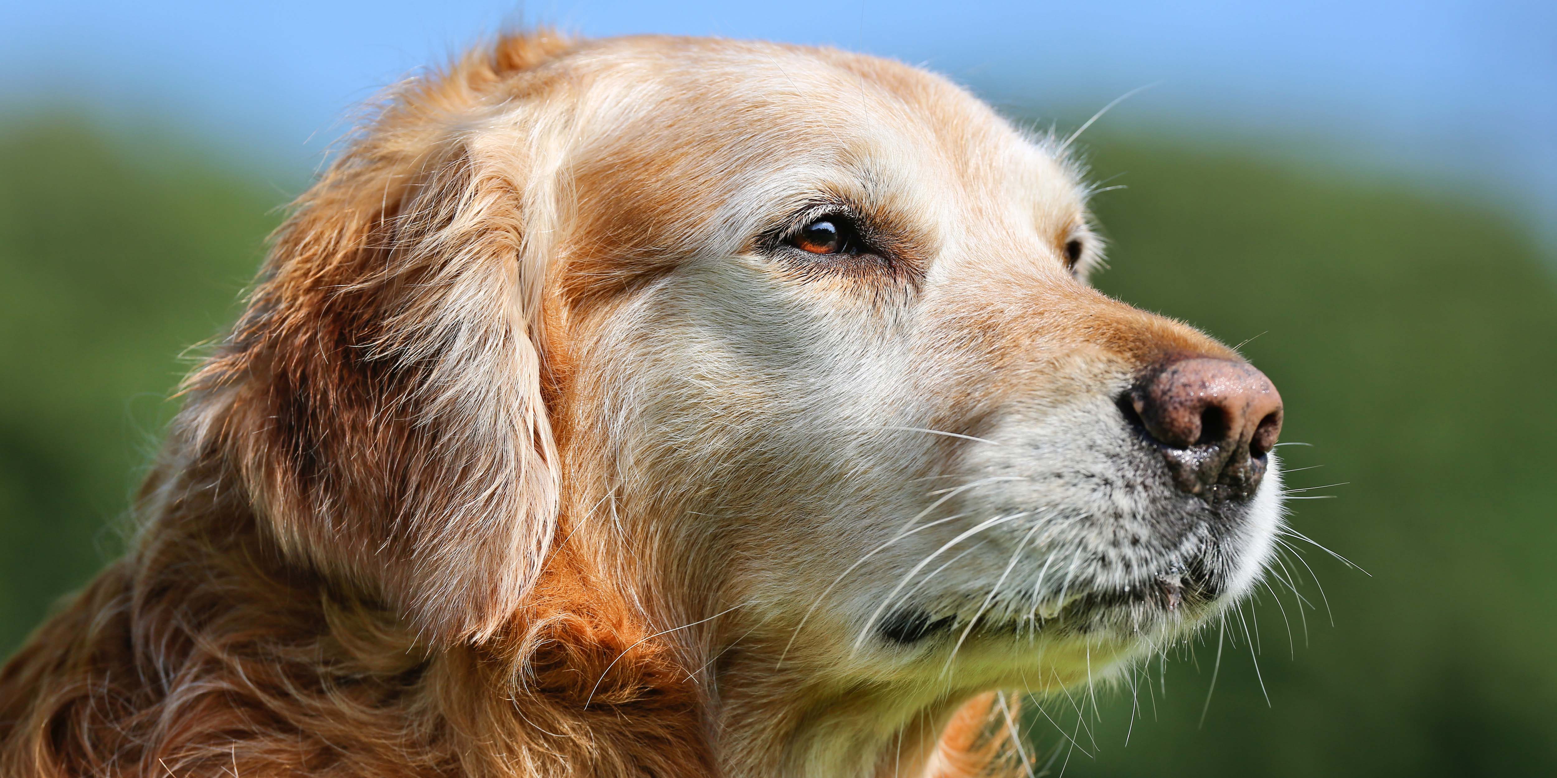 The Aging Nervous System: Common Neurodegenerative Diseases of Older Dogs