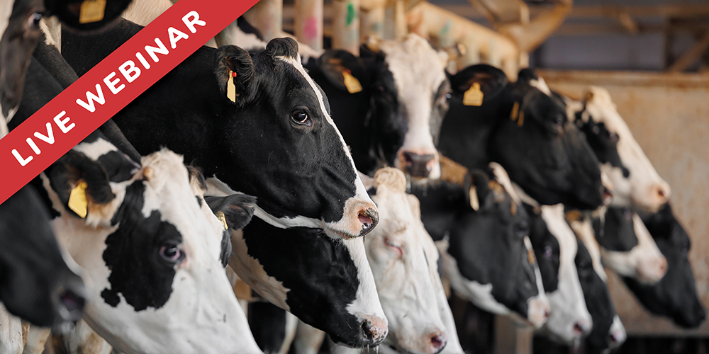 H5N1 Answers from the Experts: Get the Latest Updates on the First Detection in Wisconsin Dairy Cattle