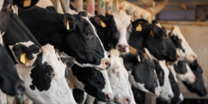 H5N1 Answers from the Experts: Get the Latest Updates on the First Detection in Wisconsin Dairy Cattle
