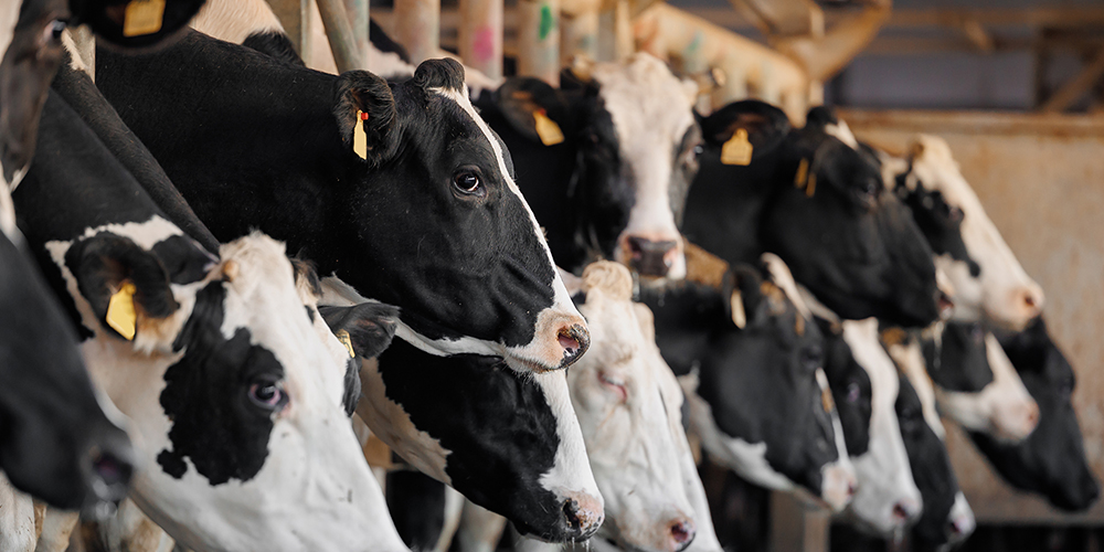 H5N1 Answers from the Experts: Get the Latest Updates on the First Detection in Wisconsin Dairy Cattle