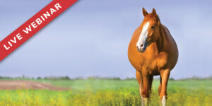 Medication Use in Pregnant Mares