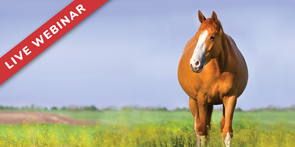 Medication Use in Pregnant Mares