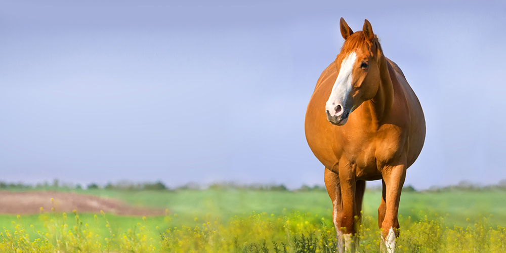 Medication Use in Pregnant Mares