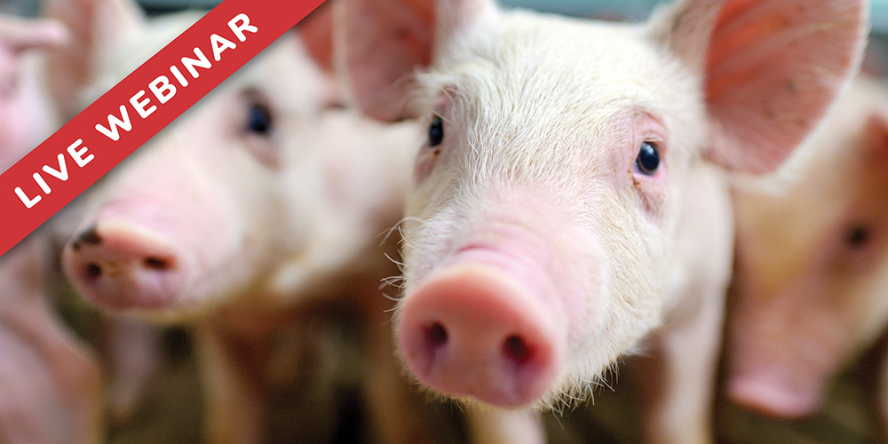 Pig Problems: Common Health Issues in Show and Commercial Swine