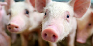 Pig Problems: Common Health Issues in Show and Commercial Swine