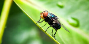 New World Screwworm: Detection, Preparedness, and Next Steps