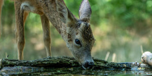 CWD Certification: What Cervid Producers and Veterinarians Need to Know