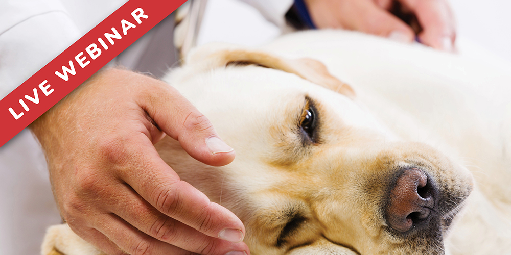 Seasons Eatings: A Year of Toxicities in Dogs and Cats