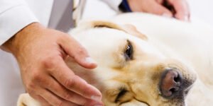 Seasons Eatings: A Year of Toxicities in Dogs and Cats