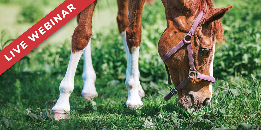 Insulin Dysregulation in Horses: A Little Goes a Long Way