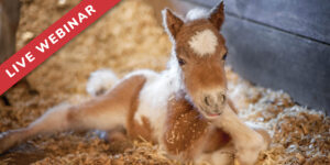 Field Management of Dystocia in the Mare